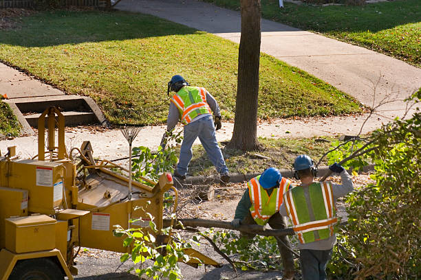 Reliable Bellerose, NY Tree Removal and Landscaping Services Solutions